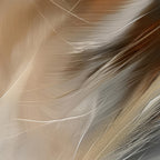 Aerial Gestures 08 abstract feather texture detail