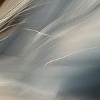 Aerial Gestures 08 abstract feather texture detail