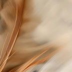 Aerial Gestures 09 abstract feather texture detail