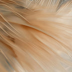 Aerial Gestures 09 abstract feather texture detail