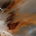 Aerial Gestures 11 abstract feather texture detail