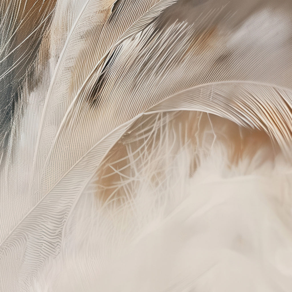 Aerial Gestures 11 abstract feather texture detail