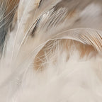 Aerial Gestures 11 abstract feather texture detail
