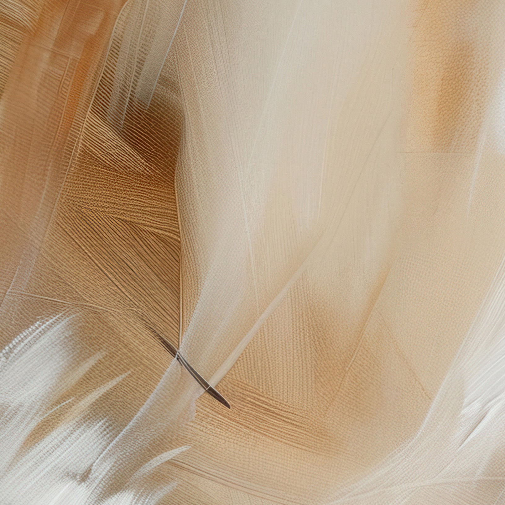 Aerial Gestures 14 abstract feather texture detail
