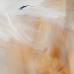 Aerial Gestures 14 abstract feather texture detail