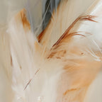 Aerial Gestures 16 abstract feather texture detail