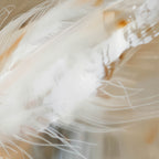 Aerial Gestures 16 abstract feather texture detail