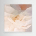Tulips 12